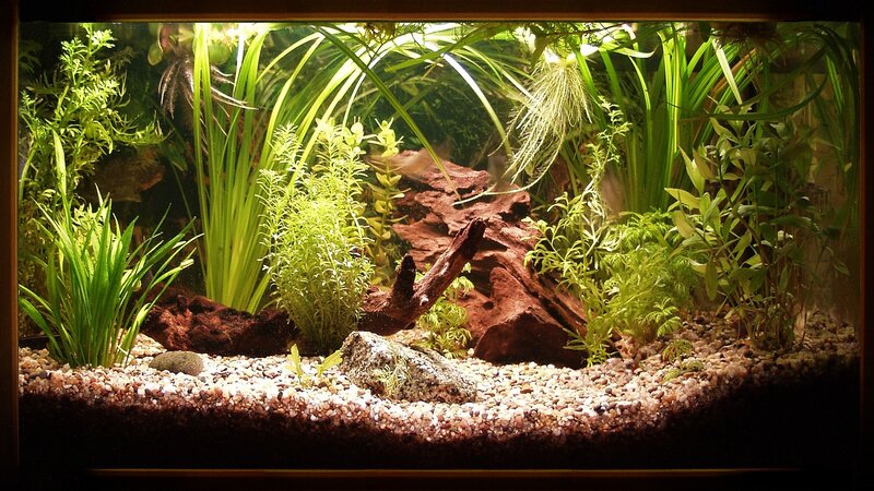 aquarium with plants and driftwood