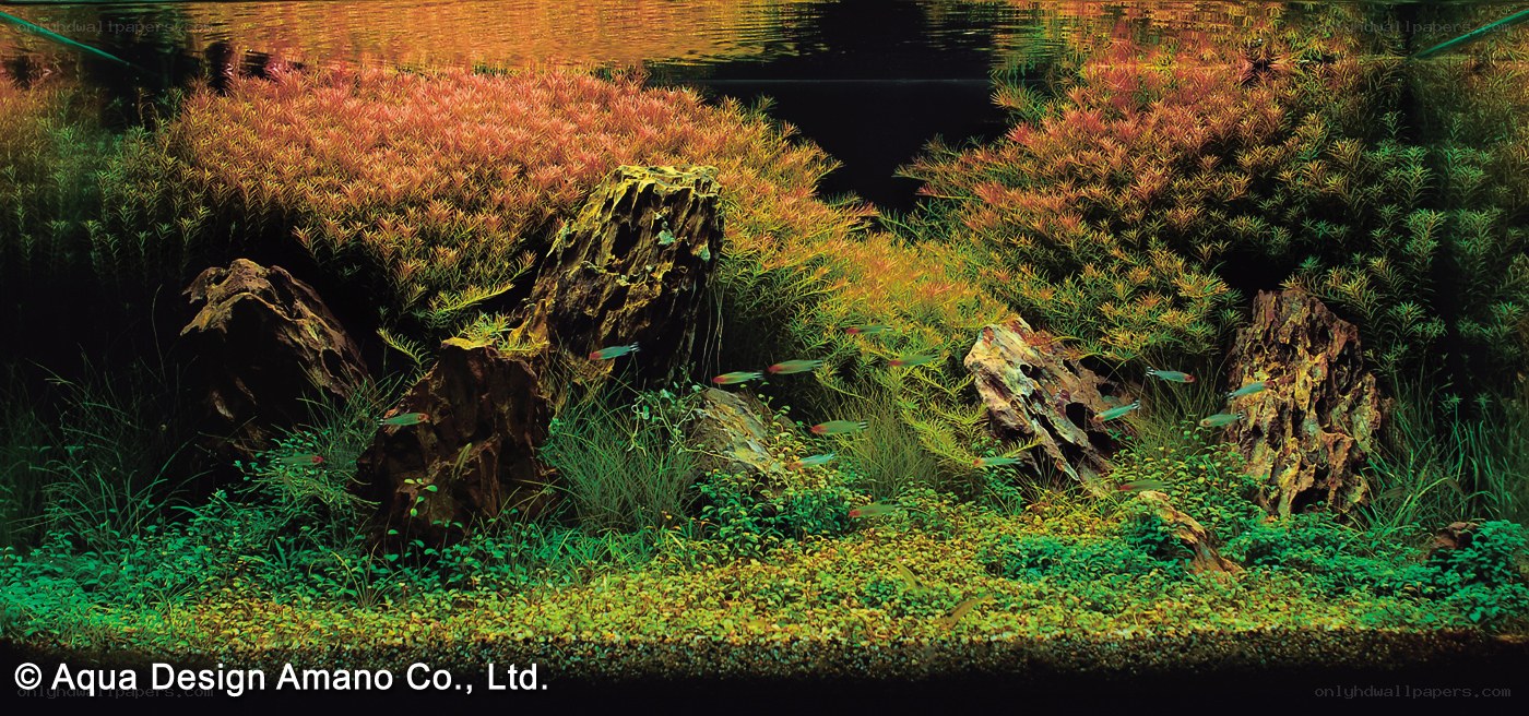 aquarium with plants and fish