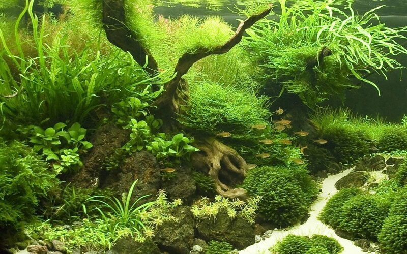 Aquarium with Plants and Fish — Green, Serene