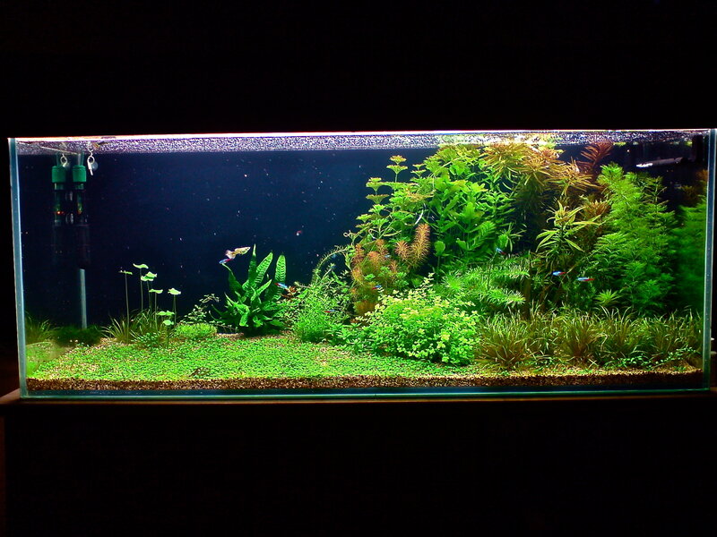 Aquarium with Plants and Fish — Green