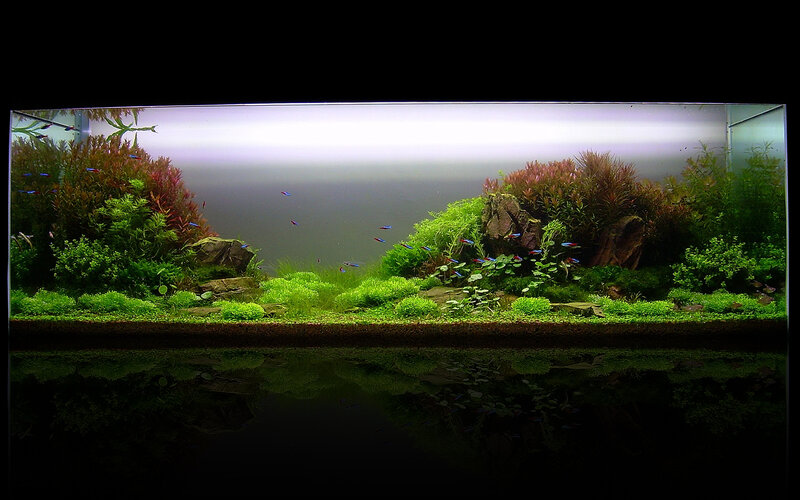 aquarium with plants and fish