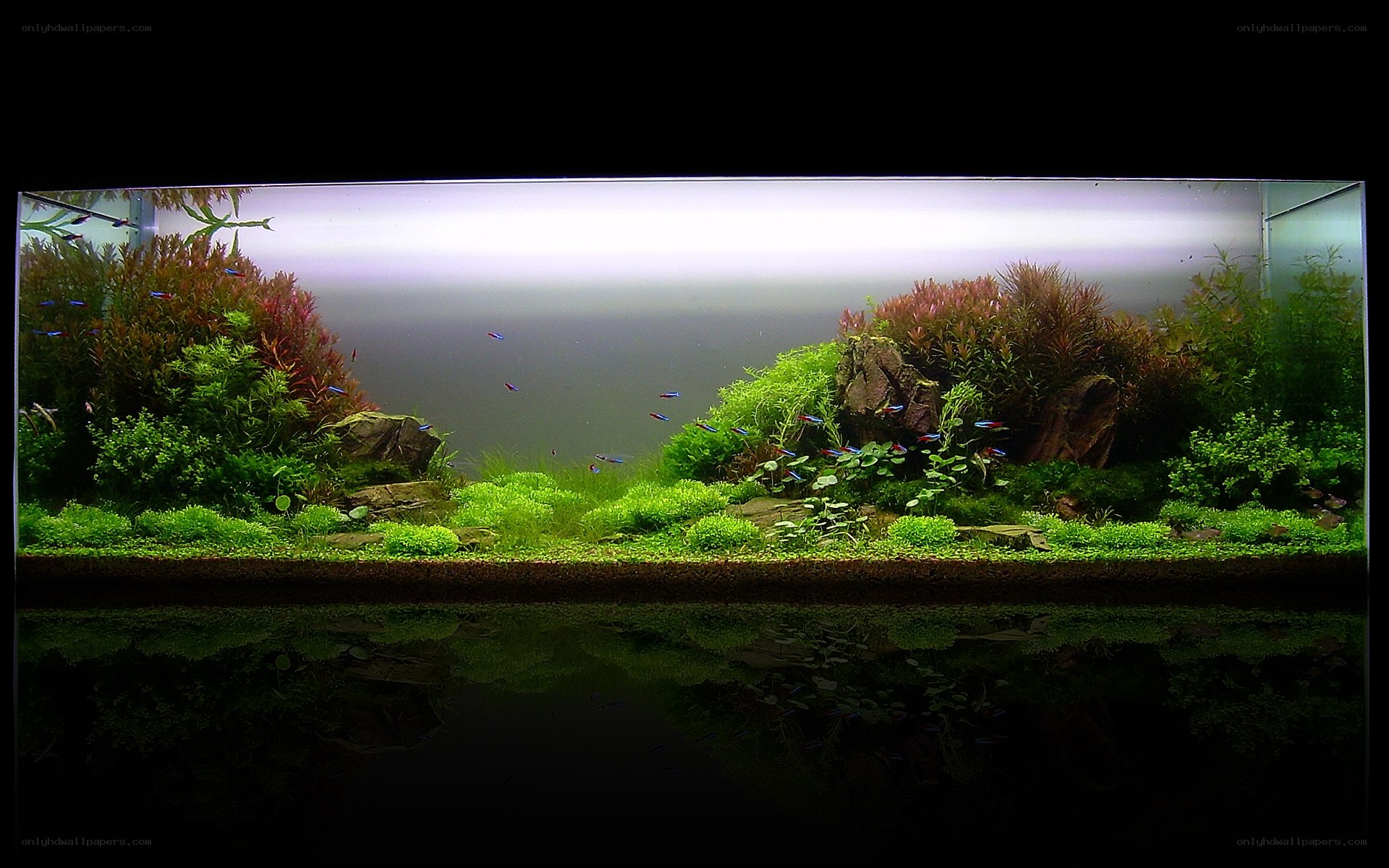 aquarium with plants and fish