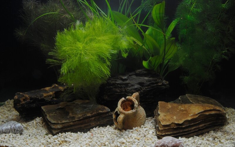 Aquarium with Plants and Rocks — Green, Calm
