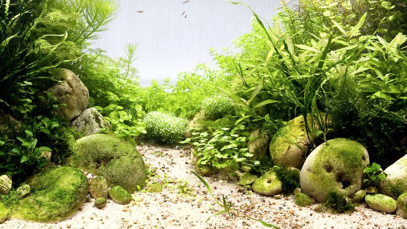 Aquarium with Plants and Rocks — Green