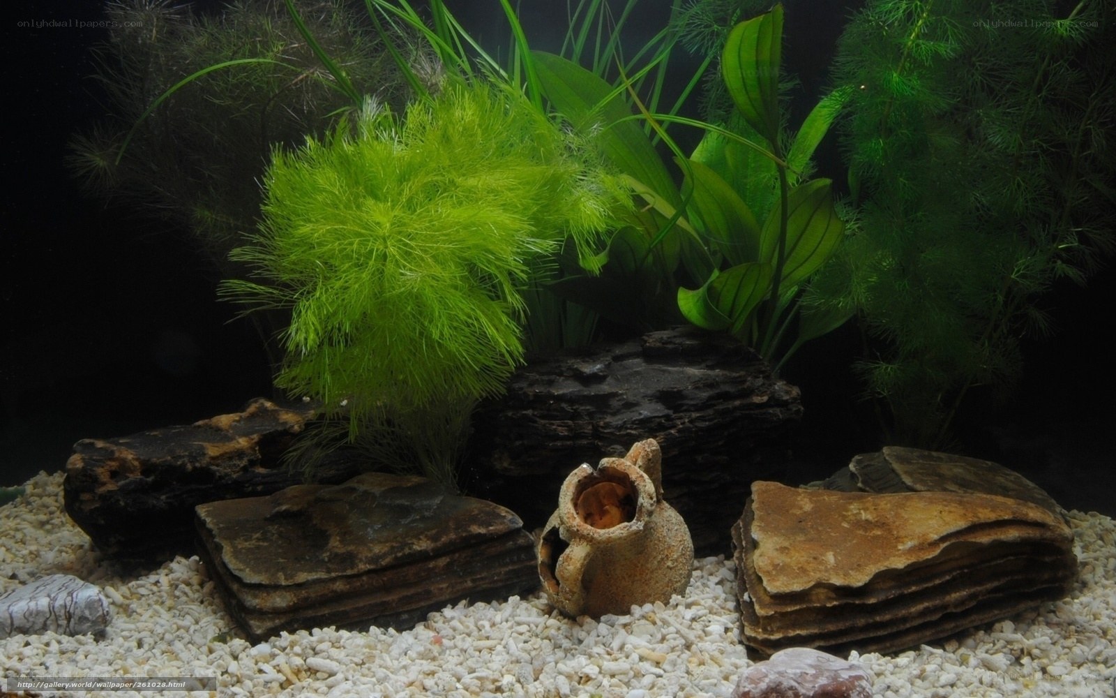 aquarium with plants and rocks