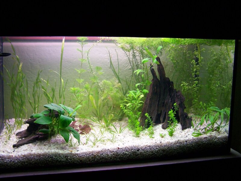 Aquarium with Plants