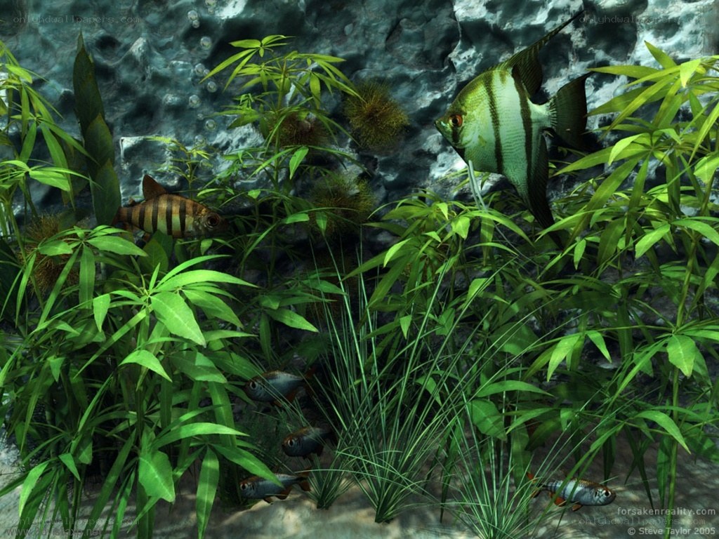 Aquarium with tropical fish