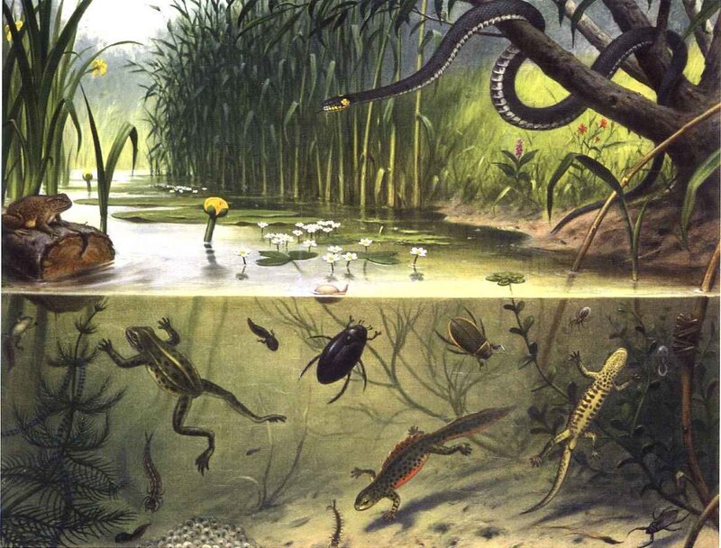 Aquatic Ecosystem