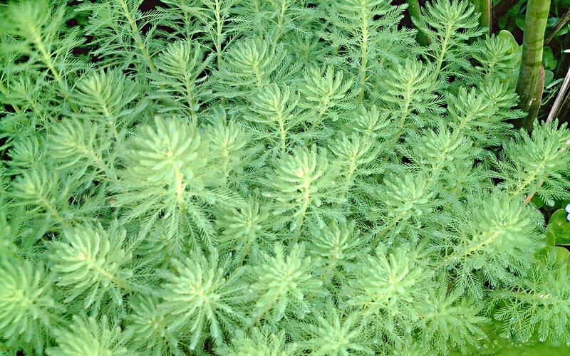 Aquatic Plant Foliage