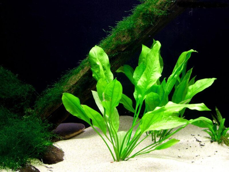 Aquatic Plant in Aquarium