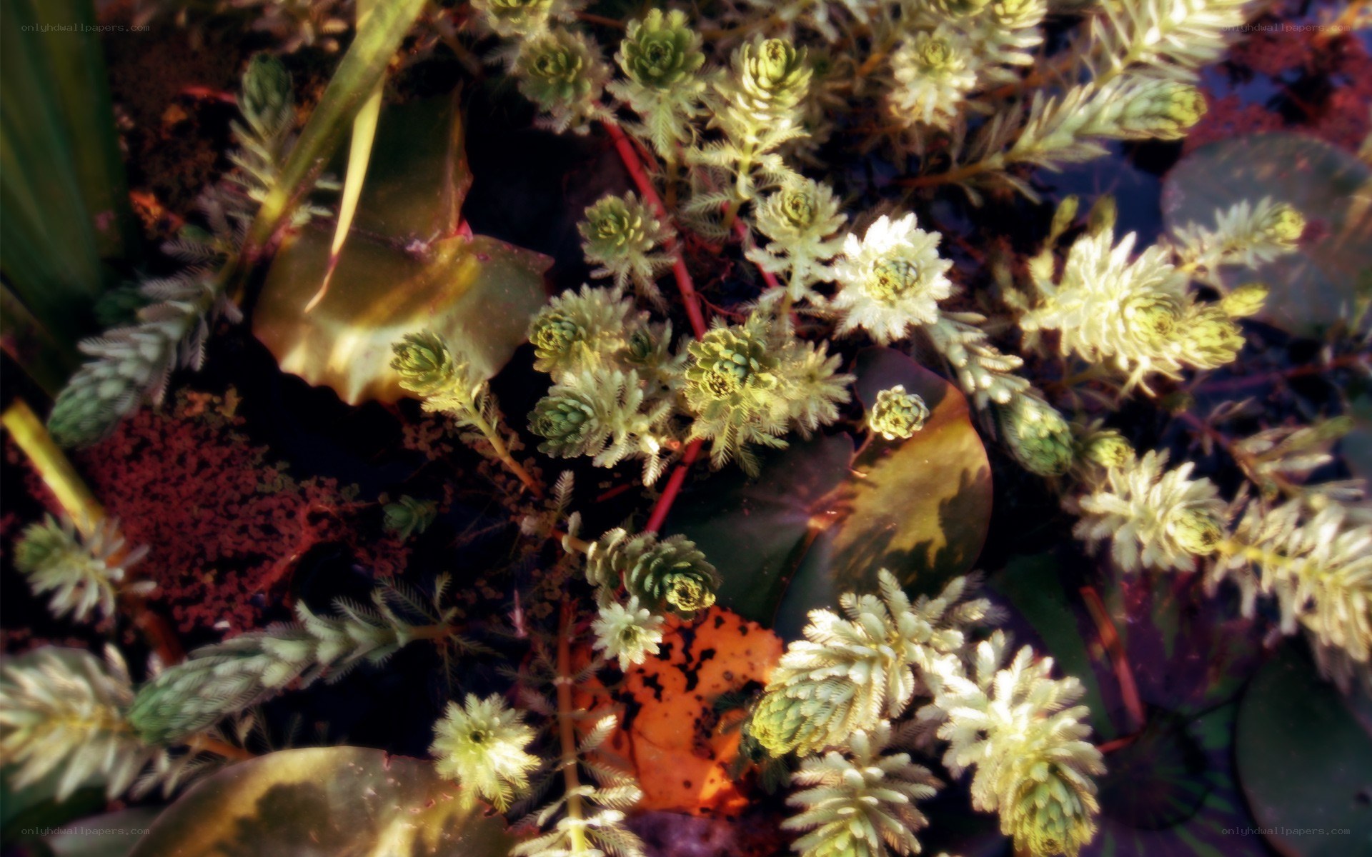Aquatic plants in a pond