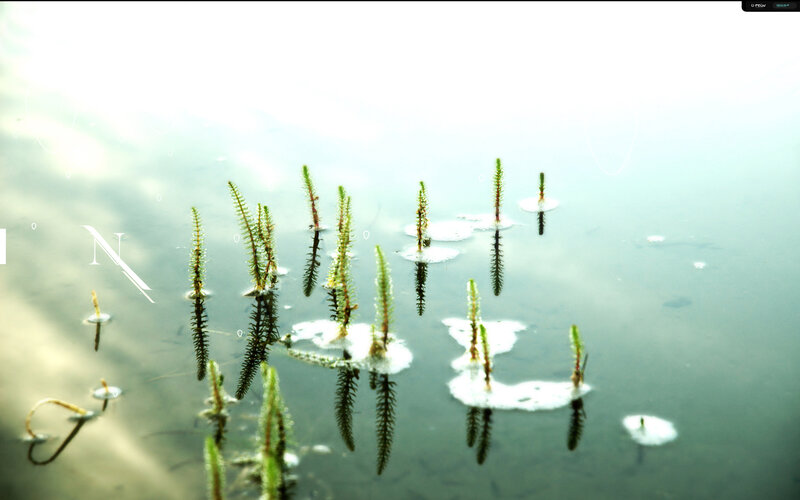 Aquatic plants in calm water