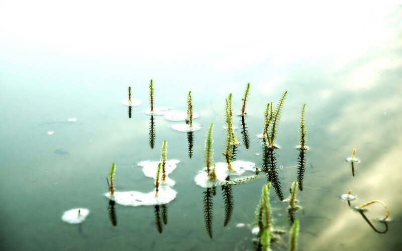 aquatic plants in calm water