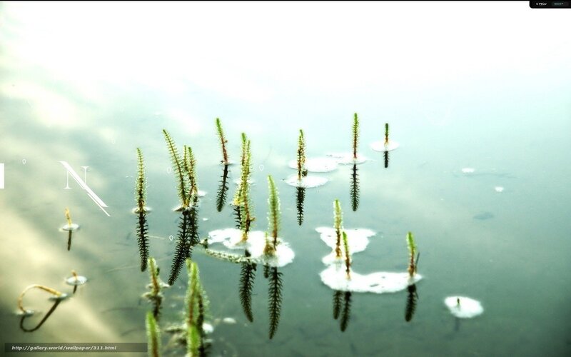 Aquatic plants in calm water