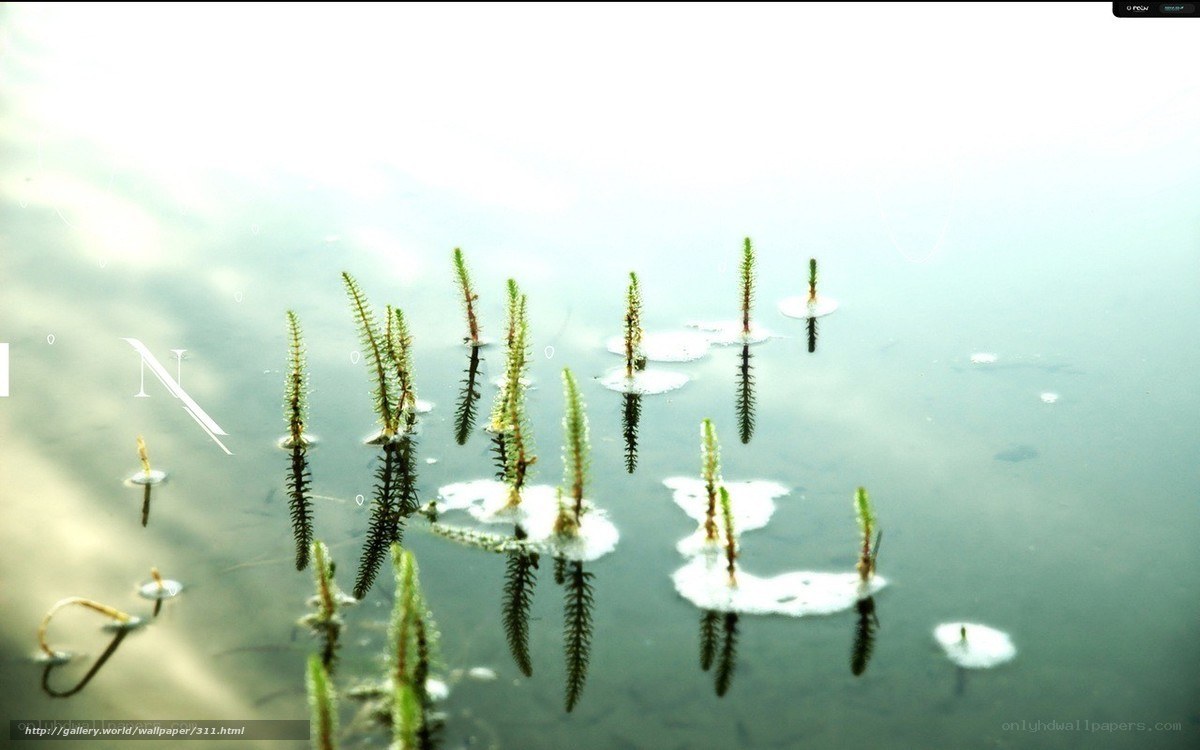 Aquatic plants in calm water
