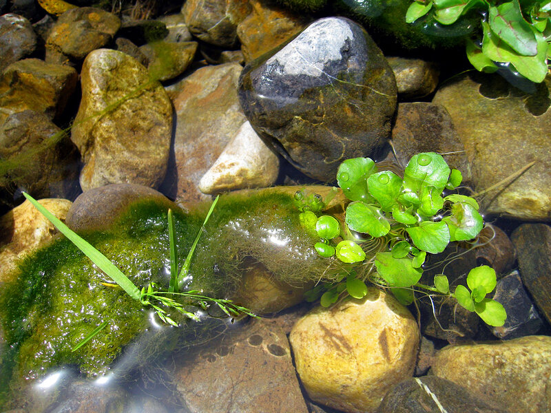 Aquatic Plants in Stream