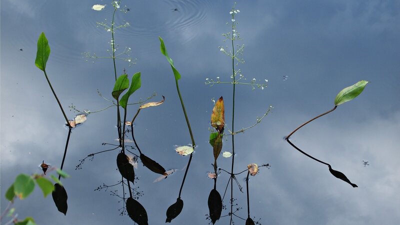 Aquatic Plants in Water — Blue