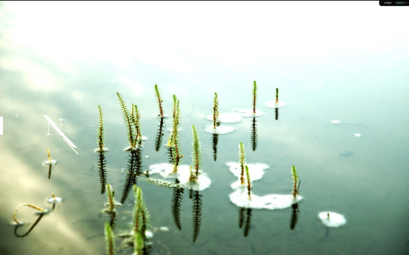 Aquatic Plants in Water