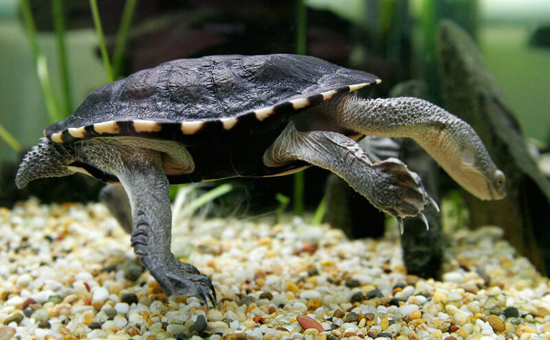 Aquatic Turtle Swimming — Black