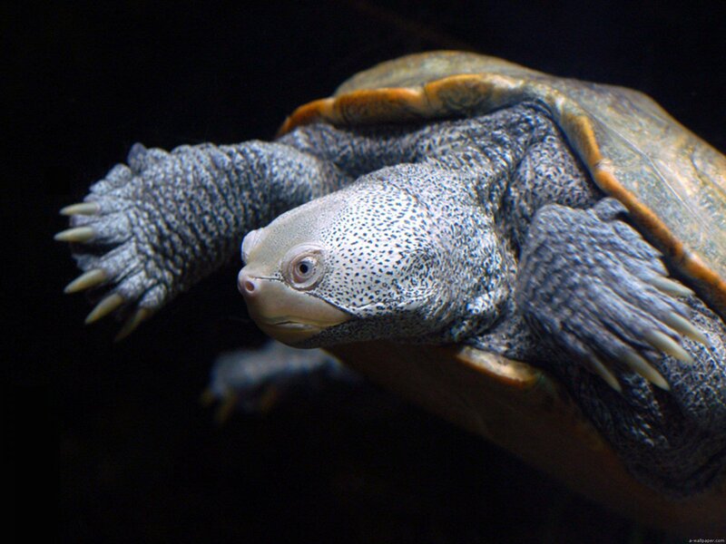 Aquatic Turtle Swimming