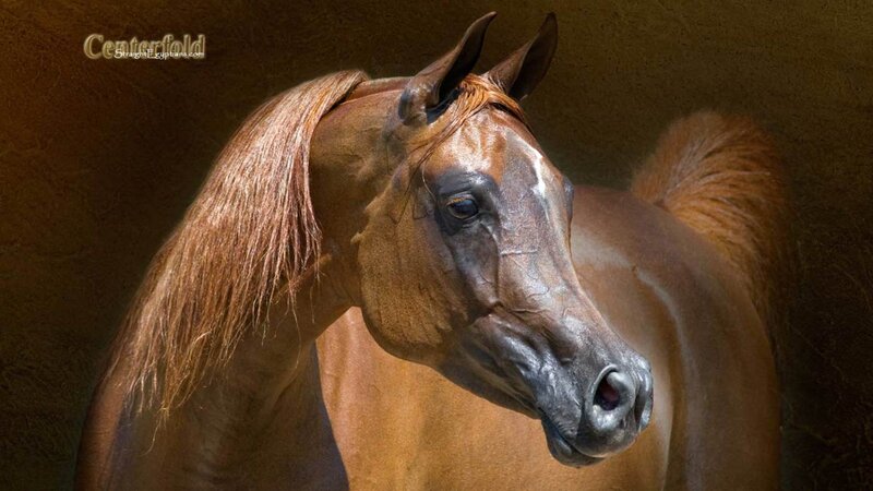 Arabian Horse Head
