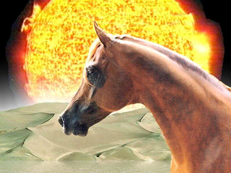 Arabian Horse in Desert — Brown