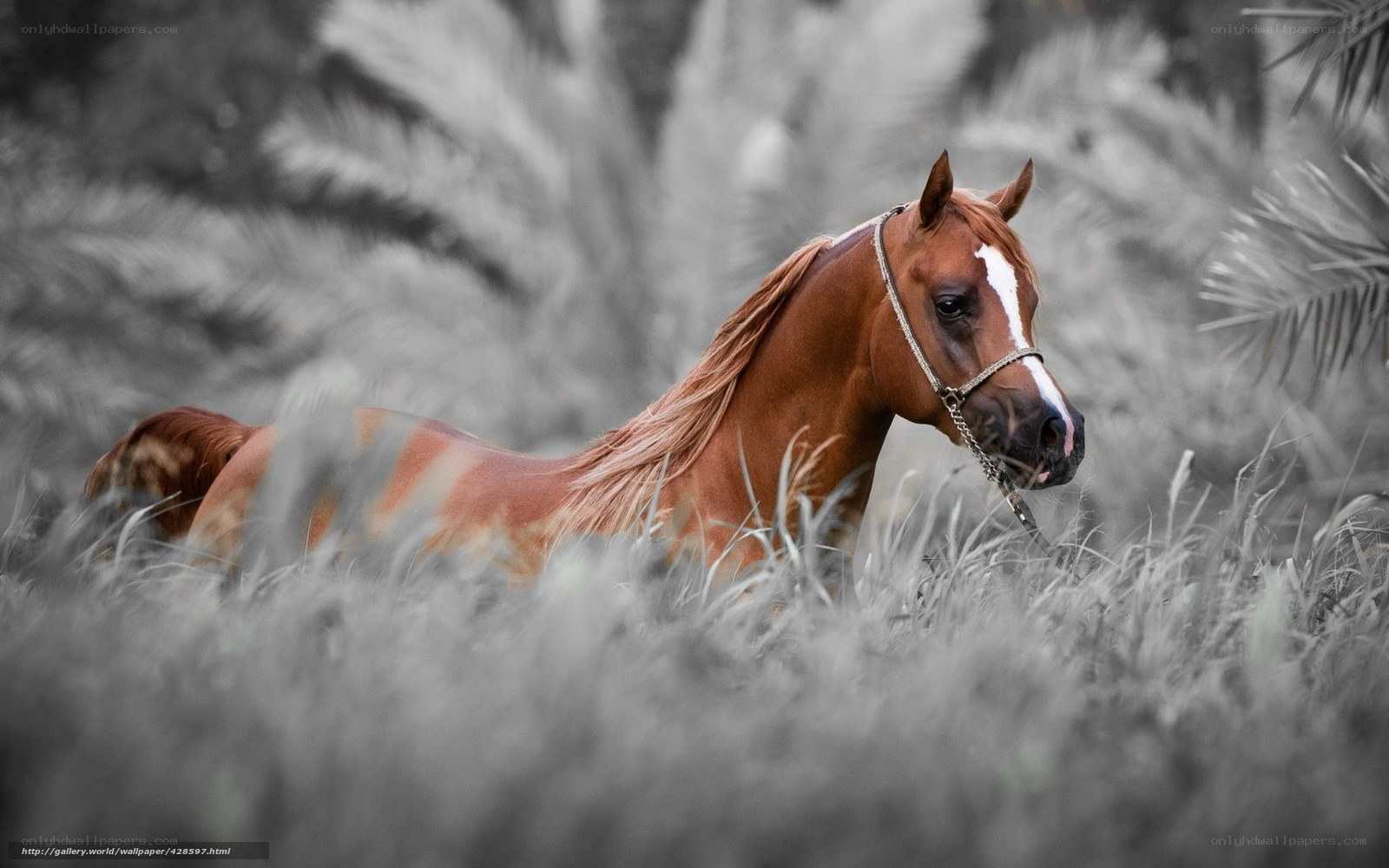 Arabian horse in grass