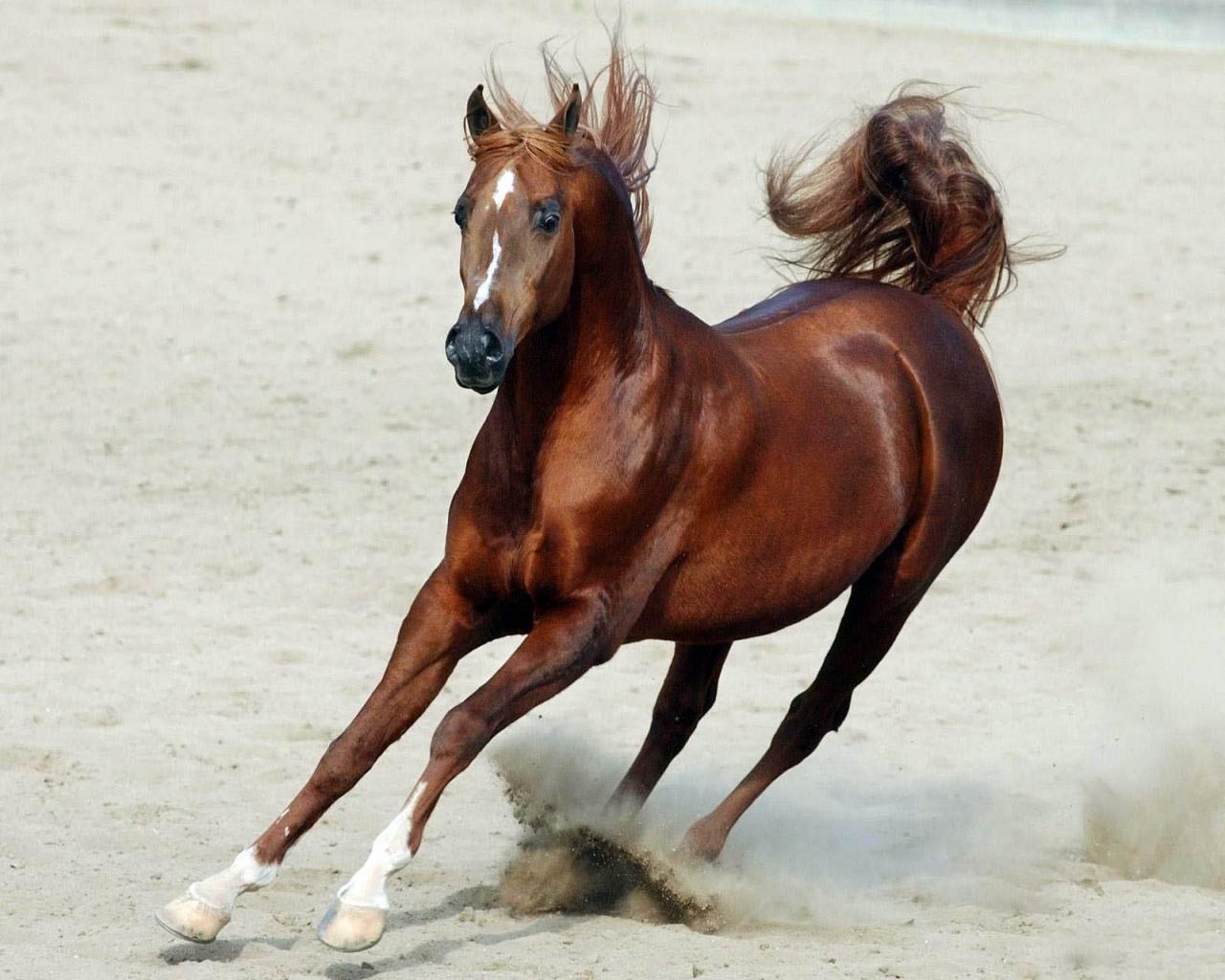 Arabian horse running on beach