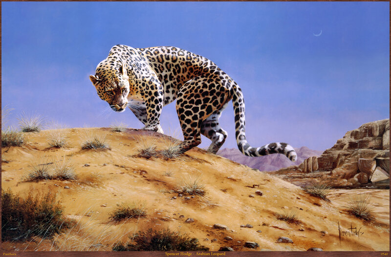 Arabian Leopard on Dune