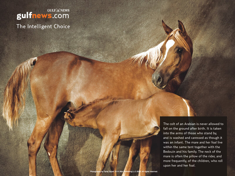 Arabian mare and foal