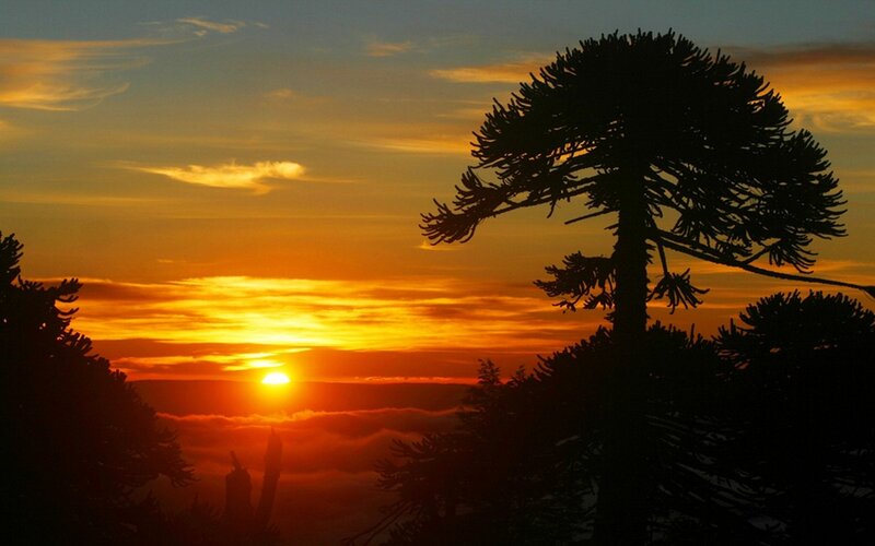 Araucaria Tree at Sunset