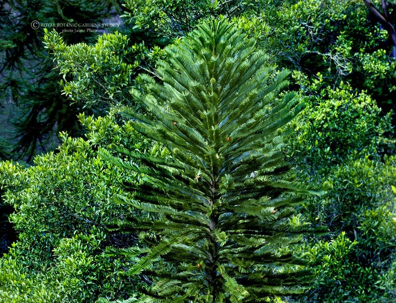 Araucaria Tree in Forest