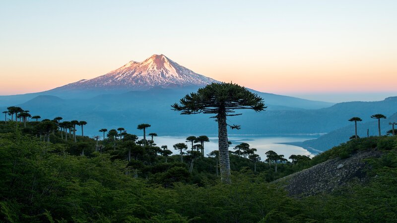 Araucaria Tree in Mountains