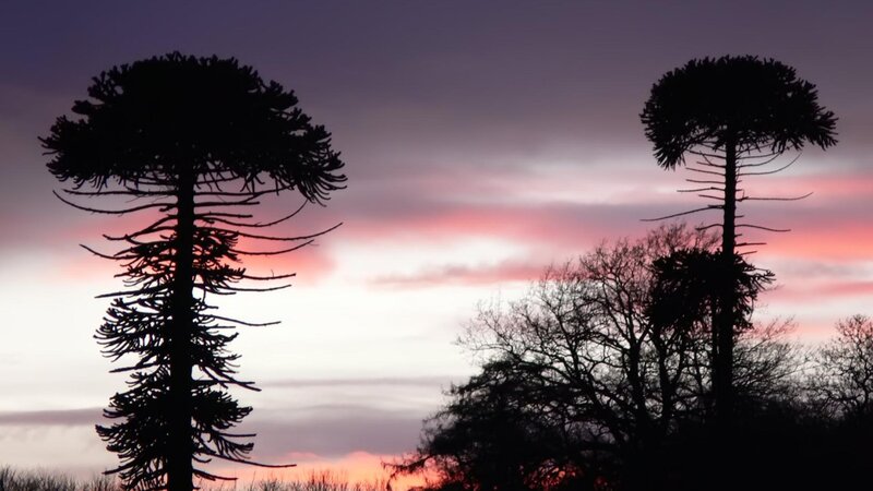 Araucaria Trees at Dusk