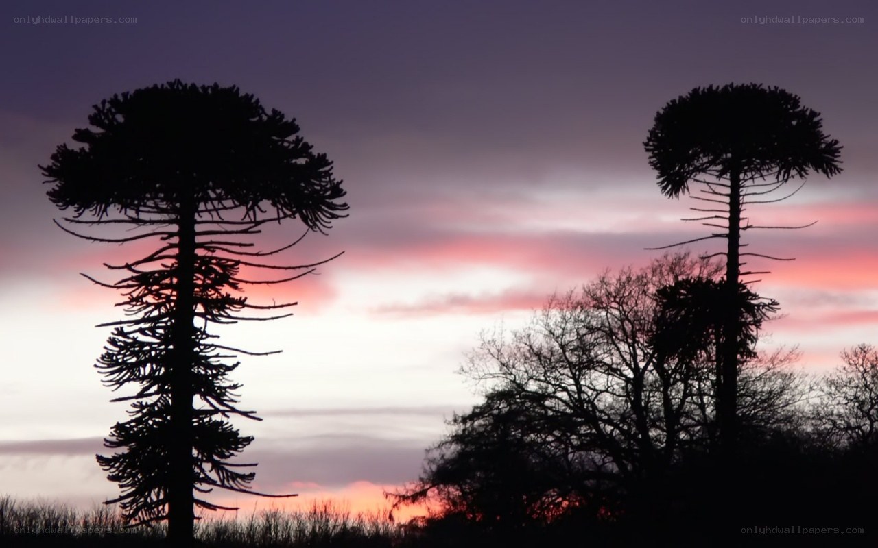 Araucaria trees at sunset