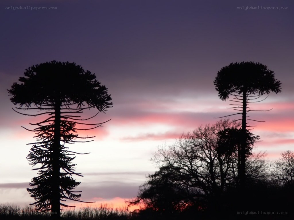 Araucaria trees at sunset