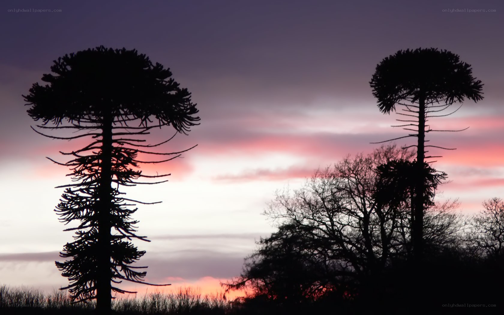 Araucaria trees at sunset