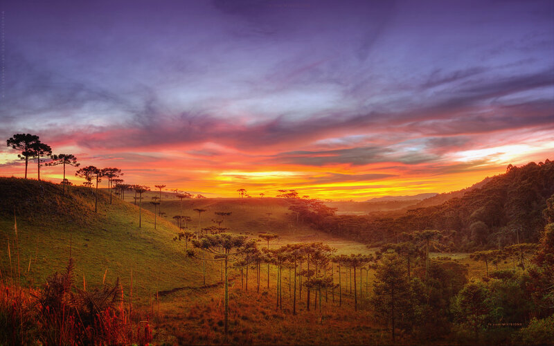 Araucaria Trees at Sunset — Purple