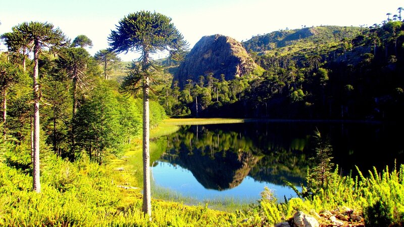 Araucaria Trees by Lake