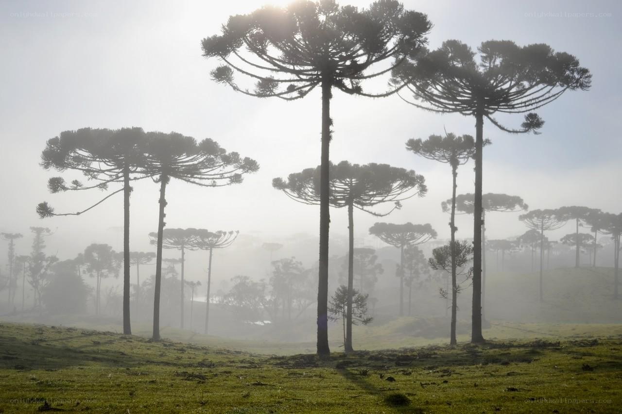 Araucaria trees in mist