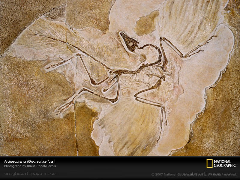 Archaeopteryx fossil