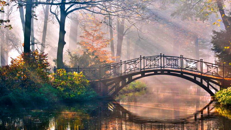 Arched Bridge in Forest — Green