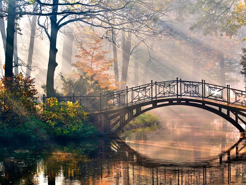 Arched Bridge in Forest