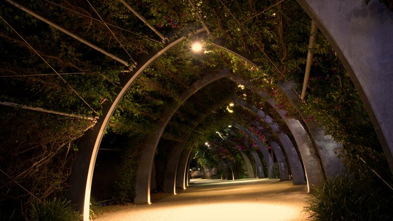 Arched Vine Tunnel