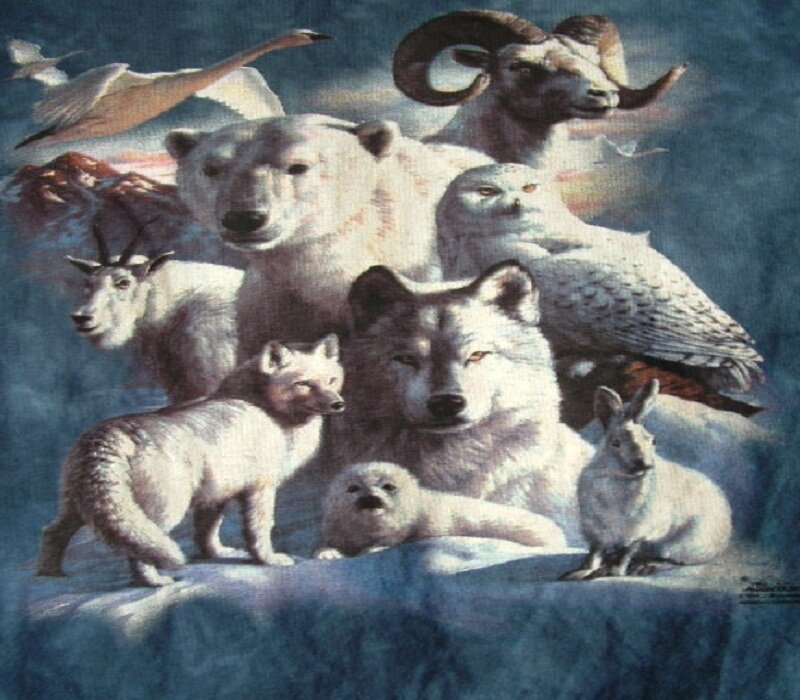 Arctic Animals Group