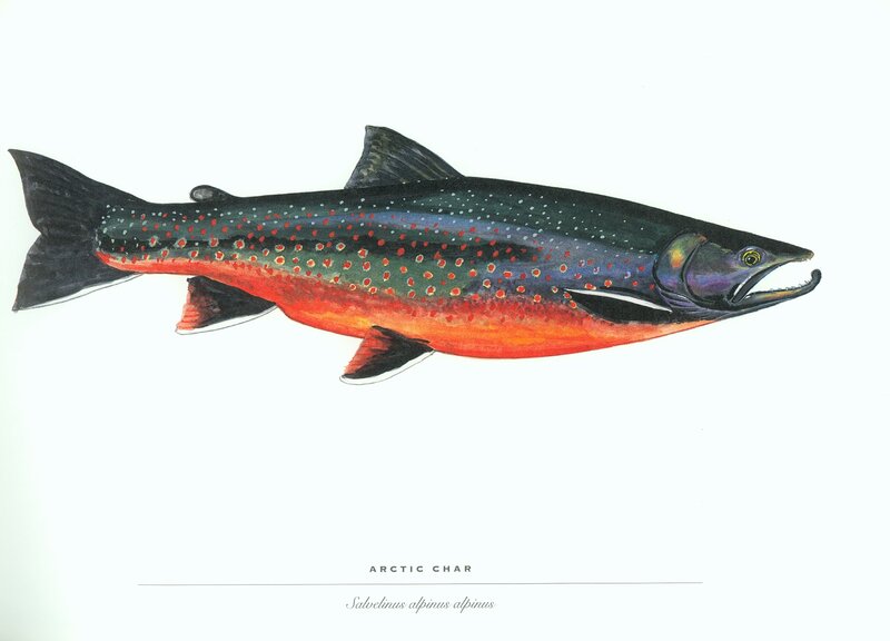 Arctic Char Fish Illustration
