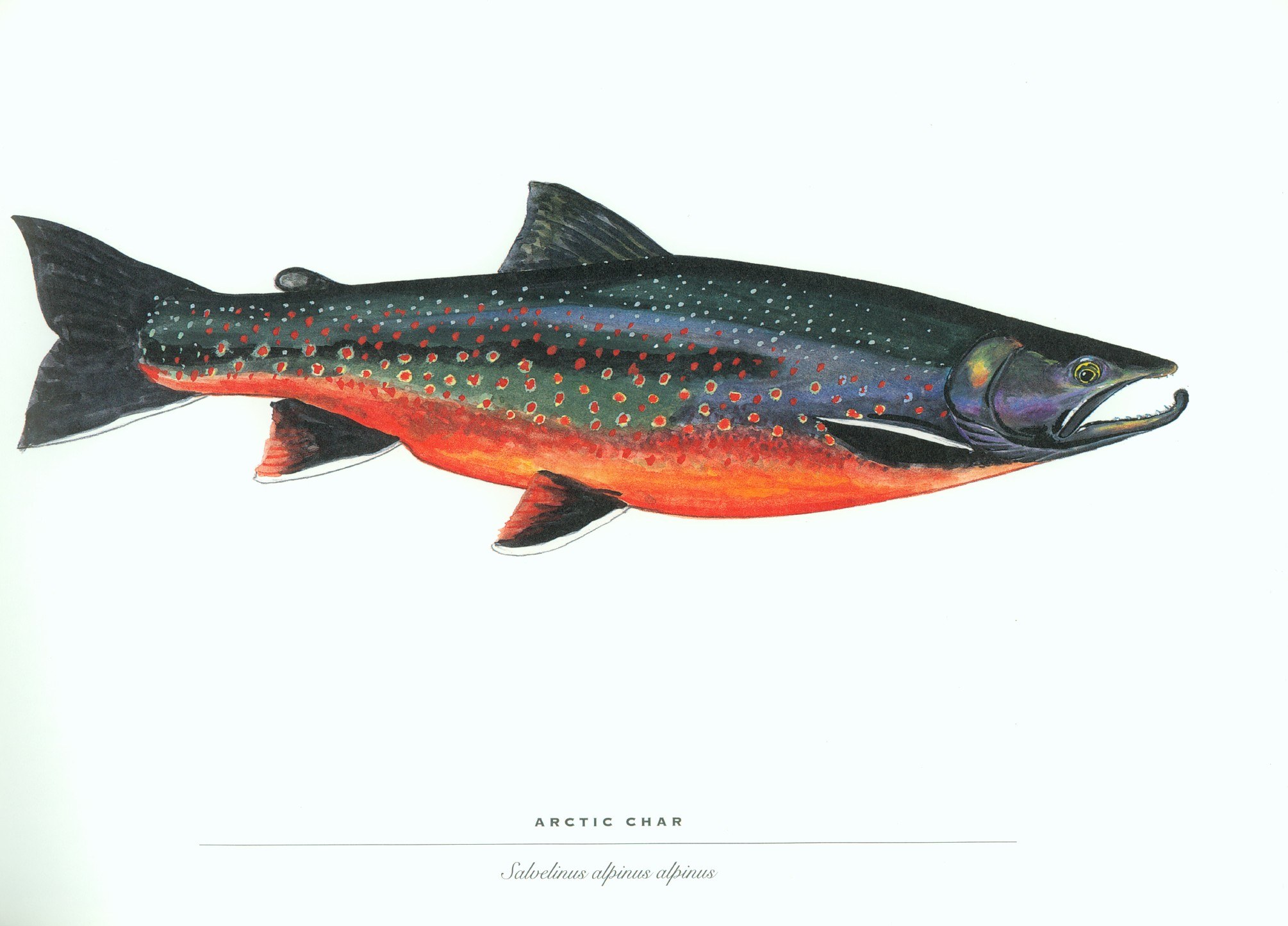 Arctic Char Fish Illustration