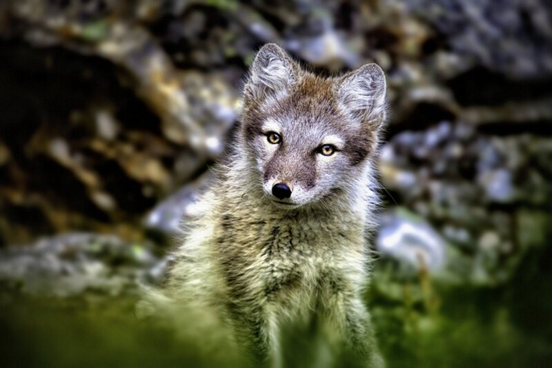 Arctic Fox Cub — Brown