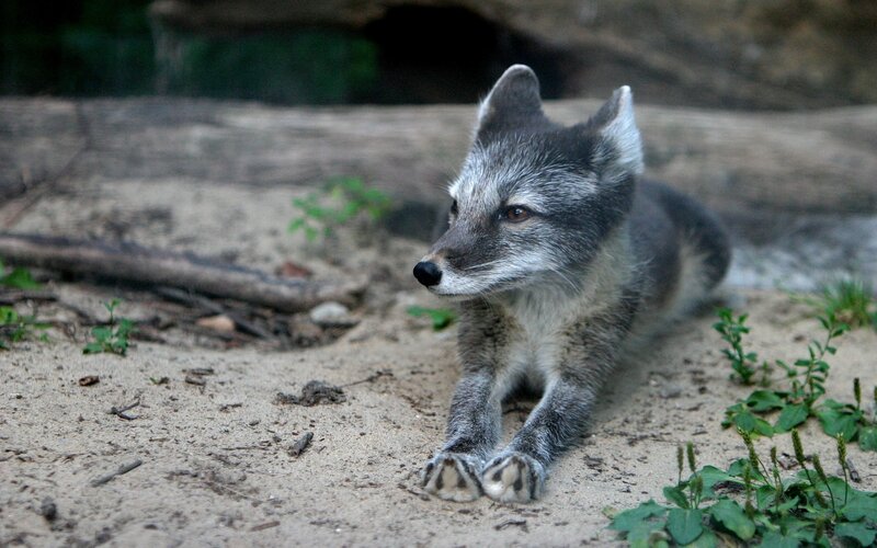 Arctic Fox Cub — Gray, Calm, Photograph