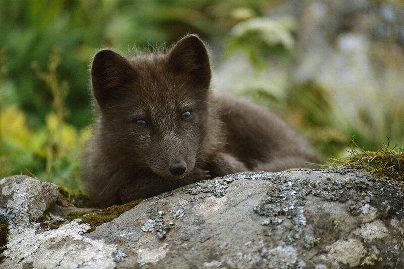 Arctic fox cub on a rock